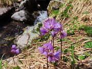 57 Soldanella alpina (Soldanella alpina ) al ruscelletto